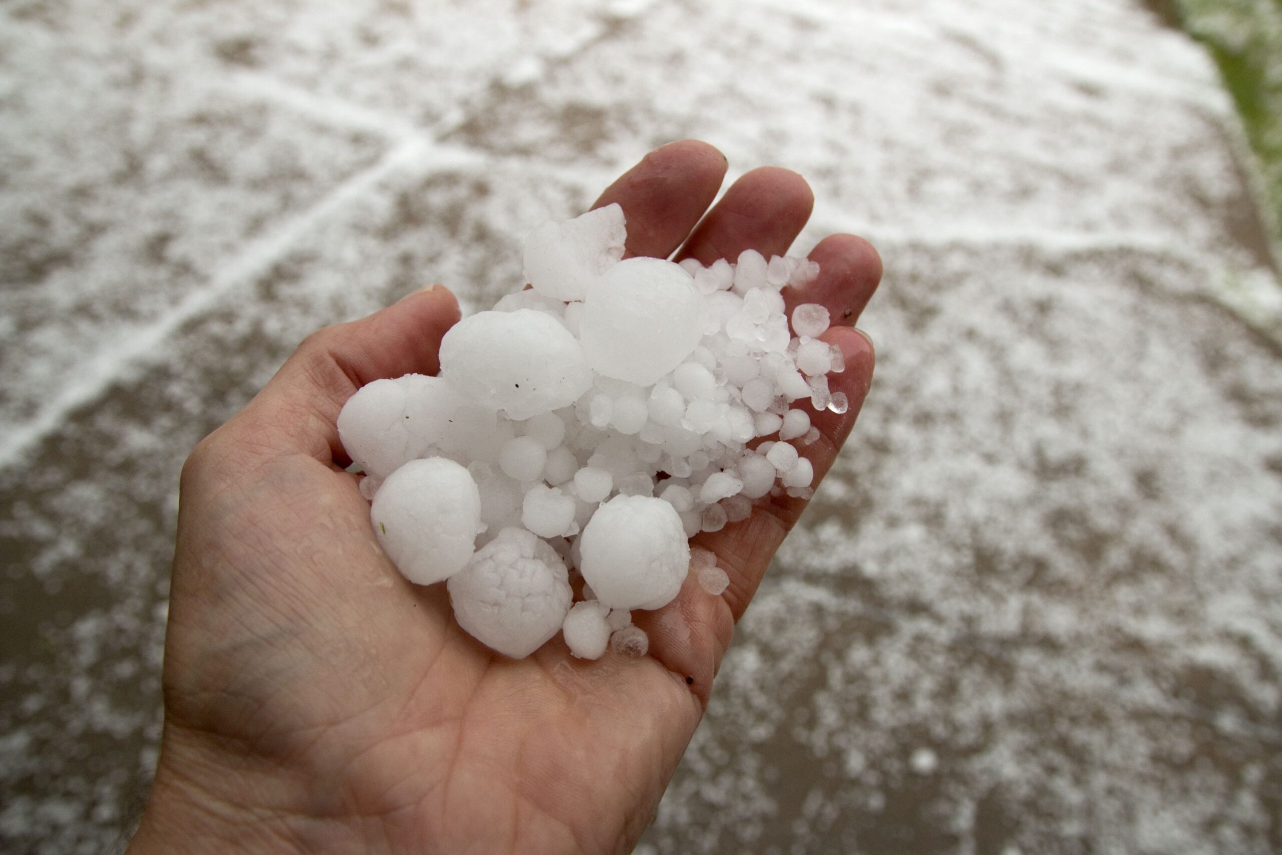 Hand holding a pile of hailstones on a snowy ground background.